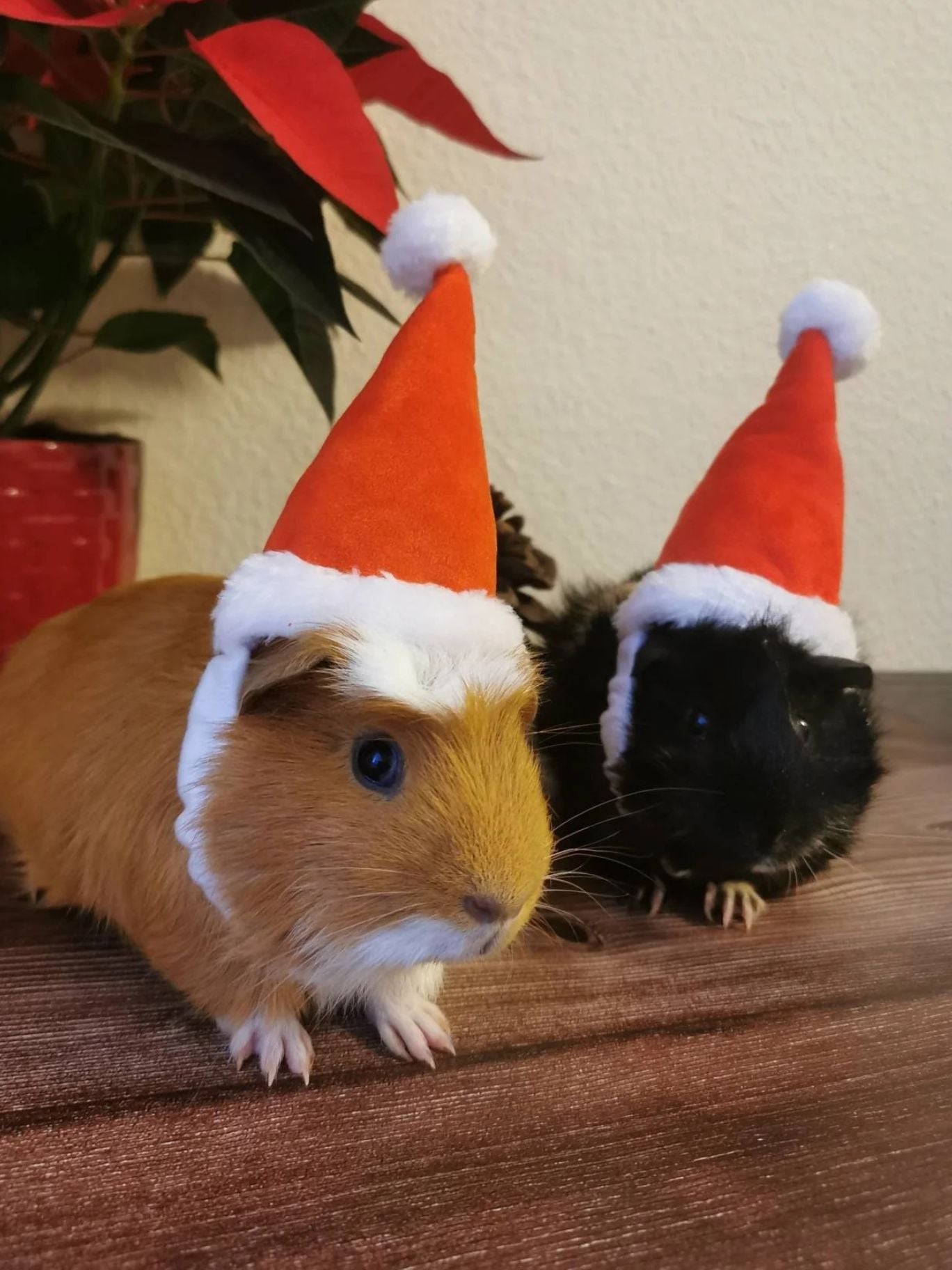 Christmas Small Animal Hat Guinea pig Santa Hat Santa Claus Hat Rabbit Hamster Guinea Pig Rats Festival Costume Christmas Cap Kitten