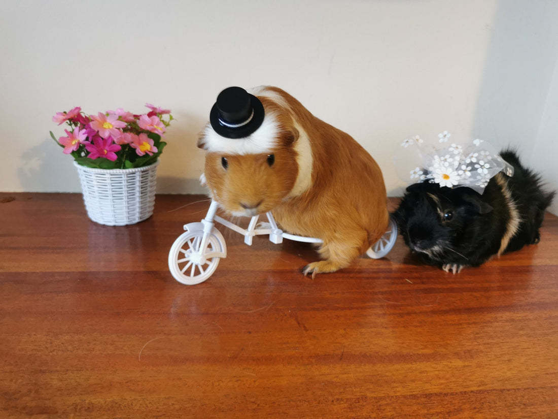 Why Choose Pet Costumes and Photo Props?