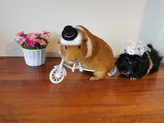 Why Choose Pet Costumes and Photo Props?