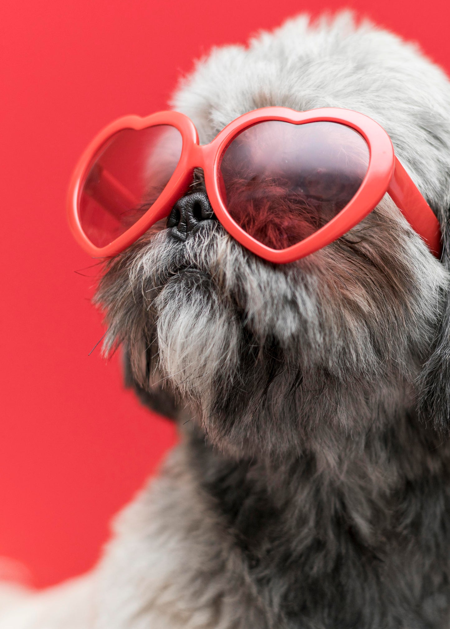 Dog Pet Heart Shaped Sunglasses