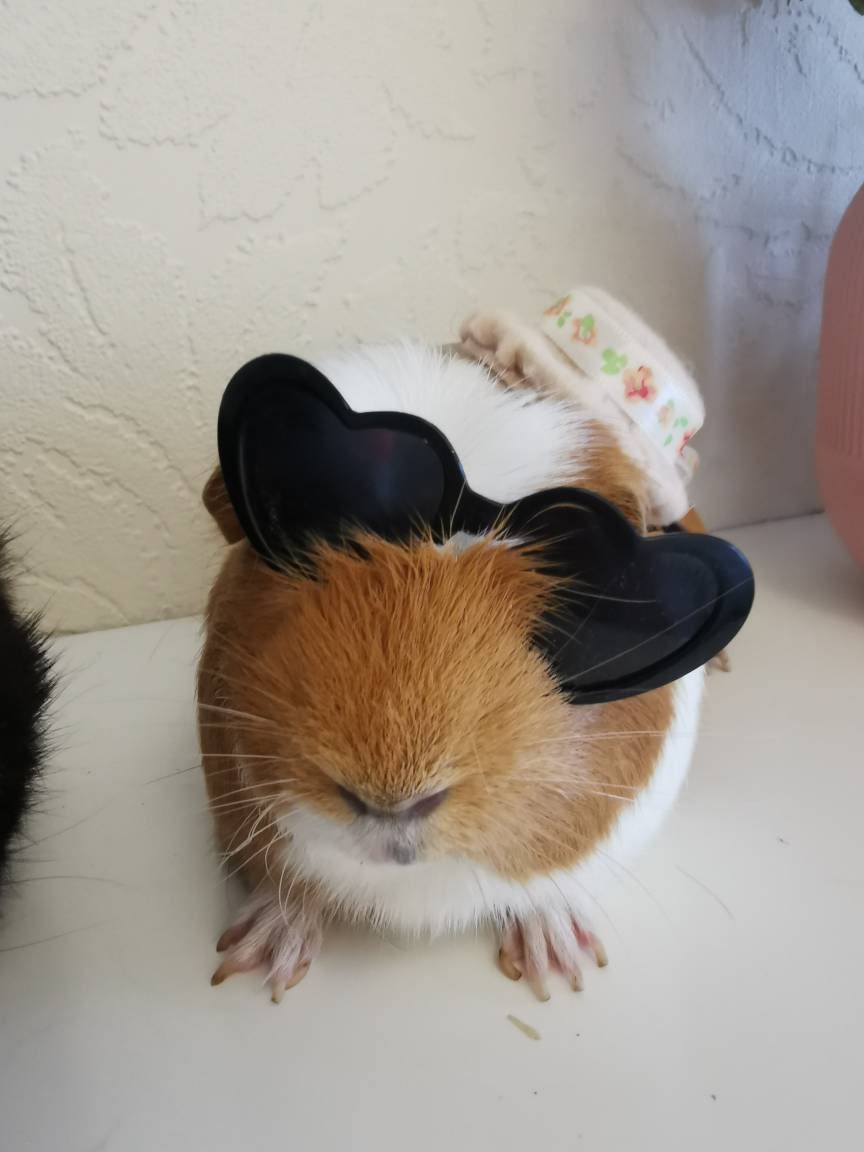 Pet sunglasses Guinea Pig Cat Rabbit Animal Small Dog Heart Glasses Love Red