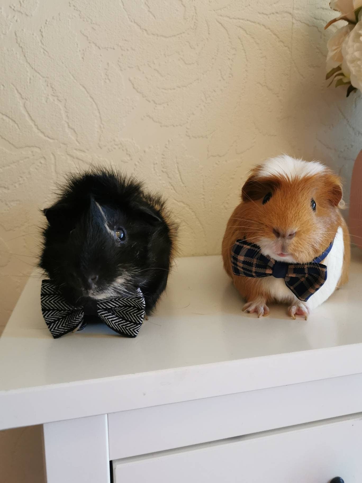 Stylish Cat Kitten Guinea Pig Collar Bowtie Fashion Bow Tie Pet Outfit Small Dog Puppy